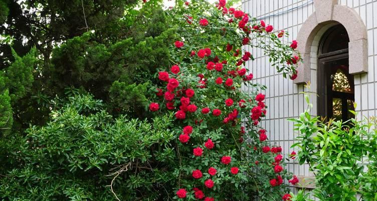 哪些花卉具有藤本特性？