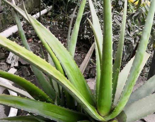 芦荟烂根的急救措施有哪些？如何预防烂根？