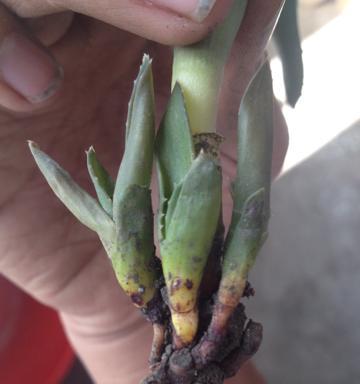 芦荟烂根的急救措施有哪些？如何预防烂根？