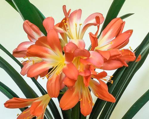 圆圆的叶子属于哪种花？它的养护要点是什么？