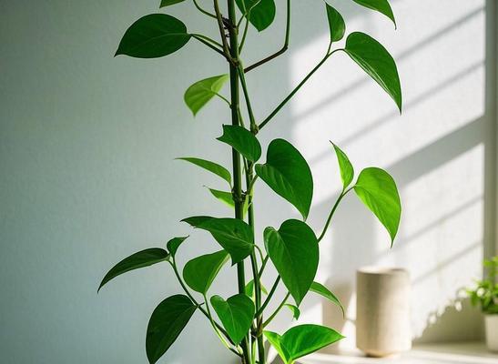 圆圆的叶子属于哪种花？它的养护要点是什么？