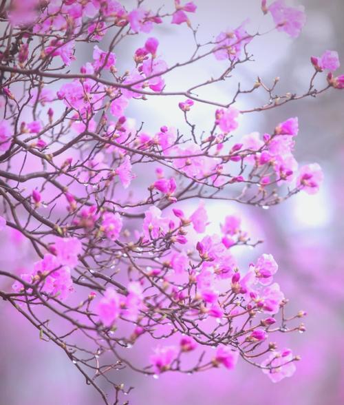 春鹃的开花期是什么时候？