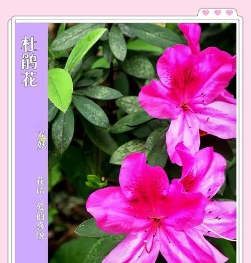 春鹃的开花期是什么时候？
