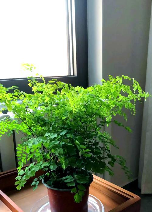 铁角蕨的养护技巧是什么？