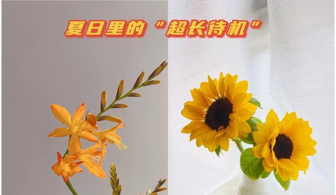 向日葵的养殖方法是什么？怎样保持向日葵健康生长？