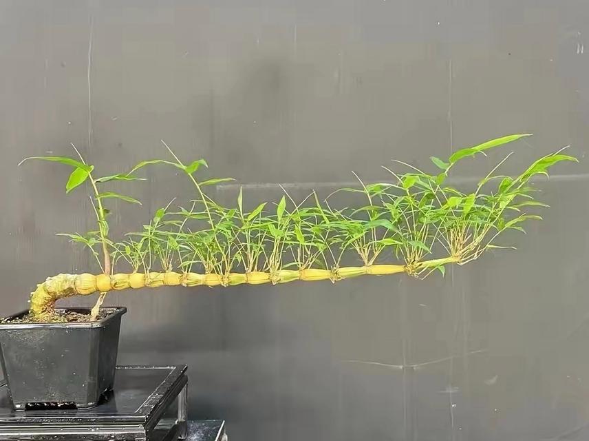 盆栽中常见的竹类植物有哪些？