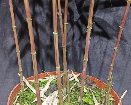 盆栽中常见的竹类植物有哪些？