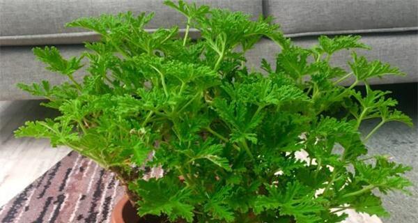 驱蚊草有哪些种类？它们的驱蚊效果如何？