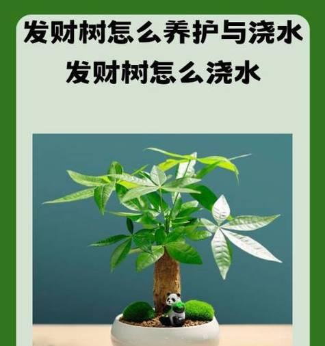 发财树的养殖技巧和常见问题解答？