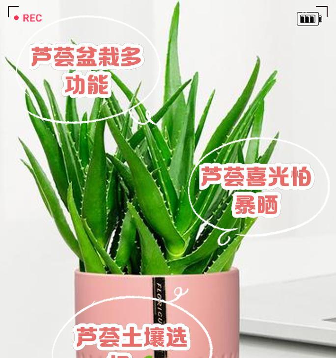 芦荟的养殖方法有哪些？如何处理芦荟的常见问题？