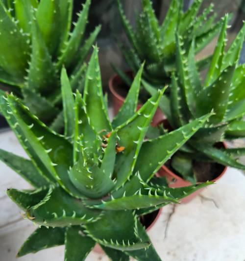 芦荟的养殖方法有哪些？如何处理芦荟的常见问题？