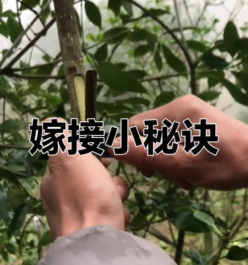 连翘能嫁接什么树？提高观赏价值的嫁接技巧有哪些？
