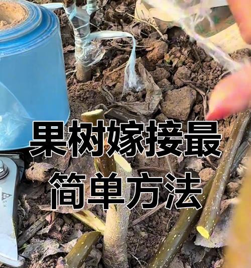 连翘能嫁接什么树？提高观赏价值的嫁接技巧有哪些？