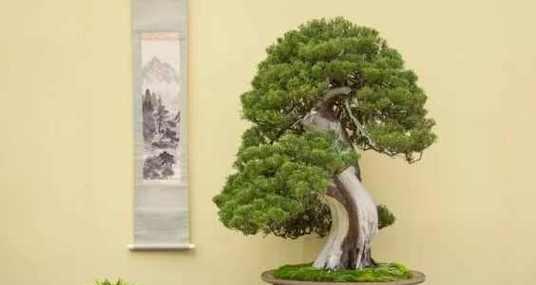 柏树移栽的最佳季节是什么时候？移栽后如何护理？