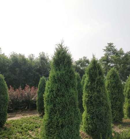 柏树移栽的最佳季节是什么时候？移栽后如何护理？