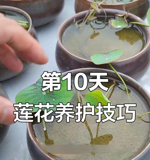 室内莲花种植方法有哪些？