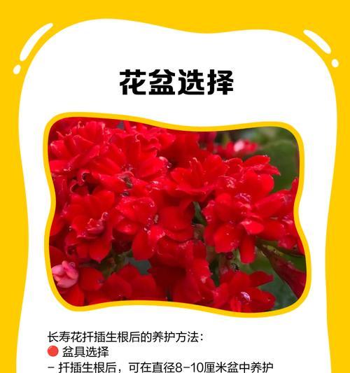 长寿花的种植方法有哪些？长寿花如何种植才能长得好？