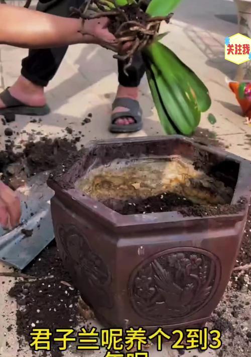 君子兰换盆后的浇水方法是什么？如何解决换盆后的常见问题？
