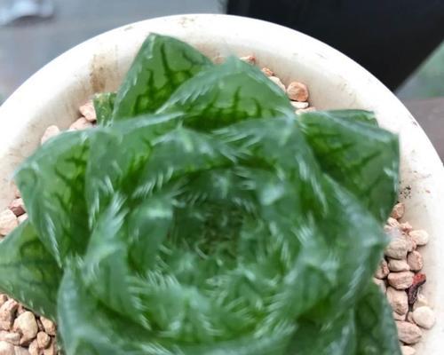 樱水晶繁殖技巧是什么？如何进行快速繁殖？