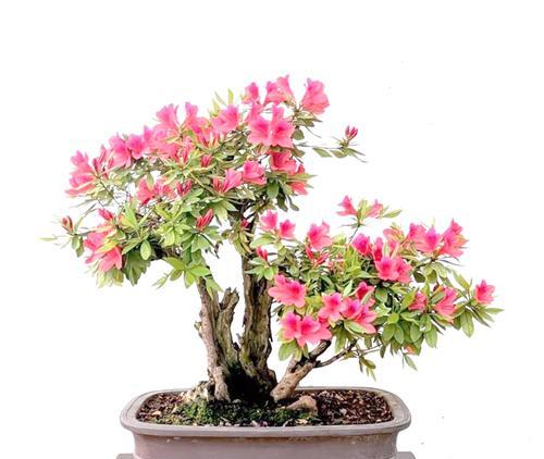春天如何正确养护杜鹃花？需要注意哪些要点？