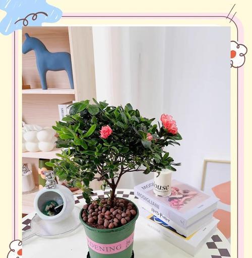 春天如何正确养护杜鹃花？需要注意哪些要点？