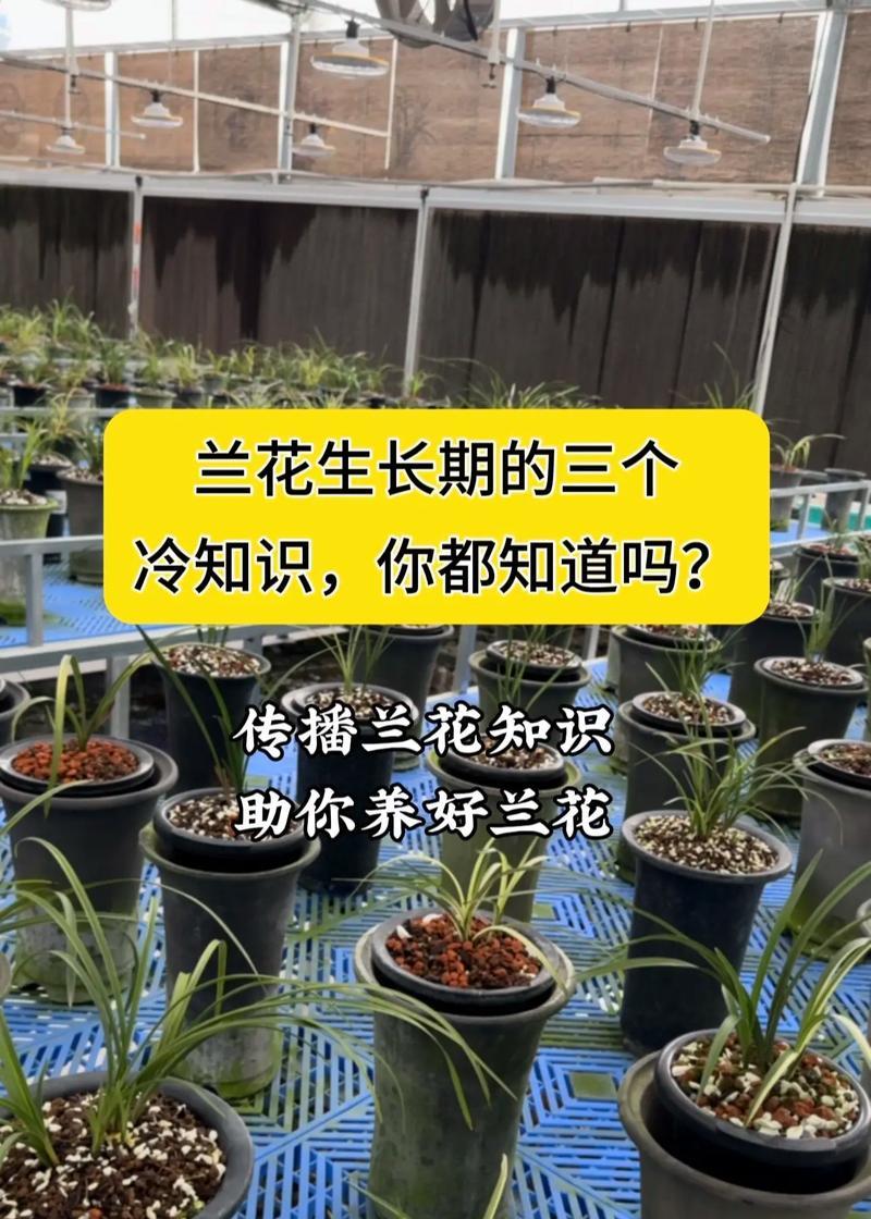 兰花怎么施肥？兰花的施肥方法是什么？