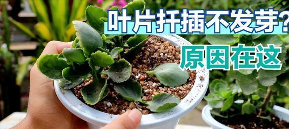 椰子树繁殖方法有哪些？怎样才能成功繁殖？