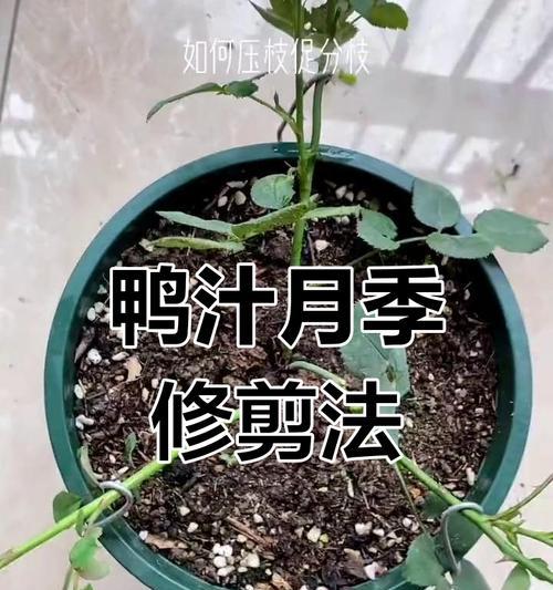 月季枝条生长的技巧是什么？