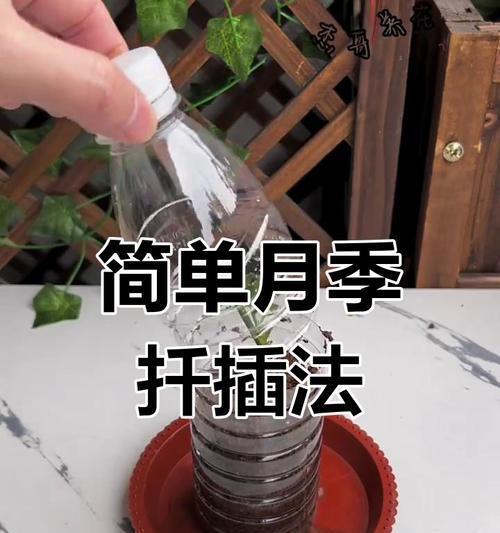 月季枝条生长的技巧是什么？