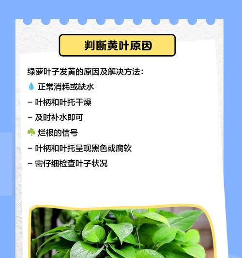 绿萝叶子发黄的原因及解决措施是什么？
