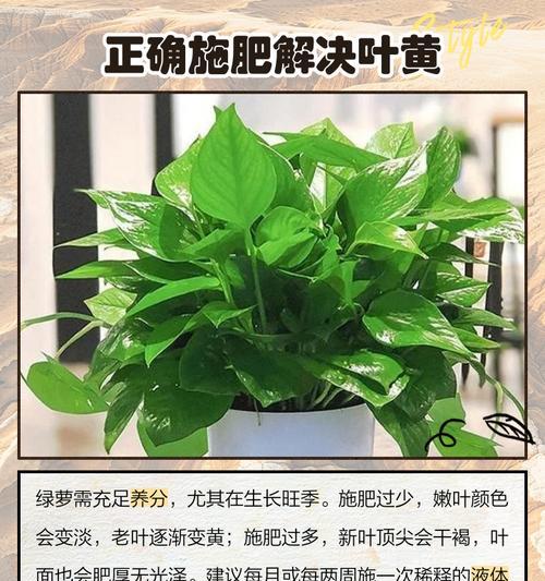 绿萝叶子发黄的原因及解决措施是什么？