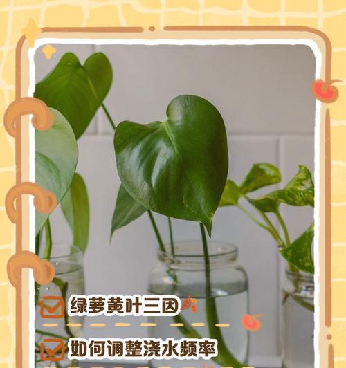 绿萝叶子发黄的原因及解决措施是什么？