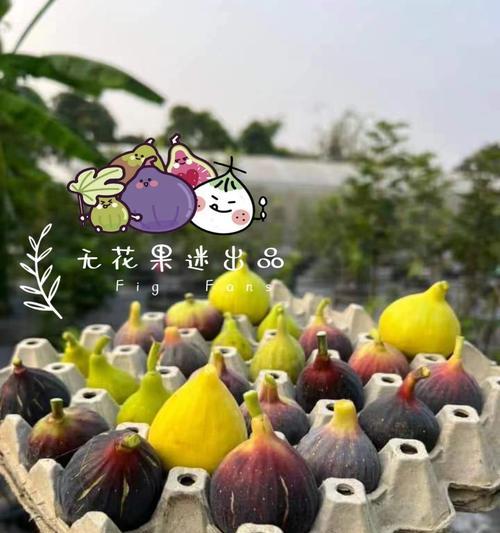 无花果盆栽品种有哪些？如何选择适合的品种？