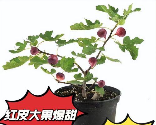 无花果盆栽品种有哪些？如何选择适合的品种？