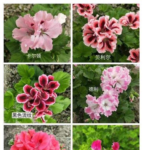 哪些天竺葵品种四季开花？四季开花天竺葵的养护技巧是什么？