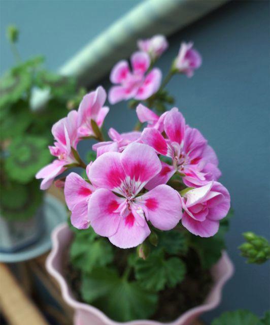 哪些天竺葵品种四季开花？四季开花天竺葵的养护技巧是什么？