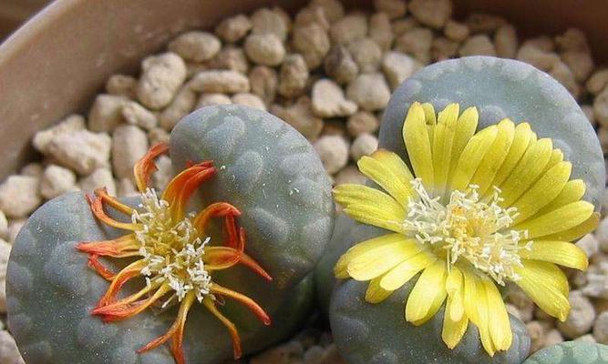 石生花品种有哪些？石生花的养殖和繁殖方法是什么？