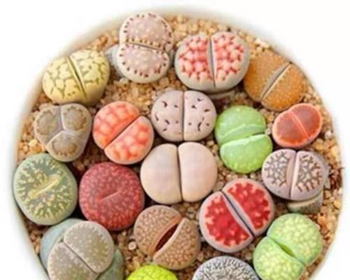 石生花品种有哪些？石生花的养殖和繁殖方法是什么？
