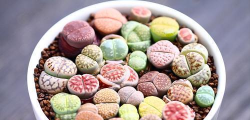 石生花品种有哪些？石生花的养殖和繁殖方法是什么？