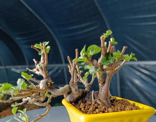 梅花盆景的正确养护方法是什么？