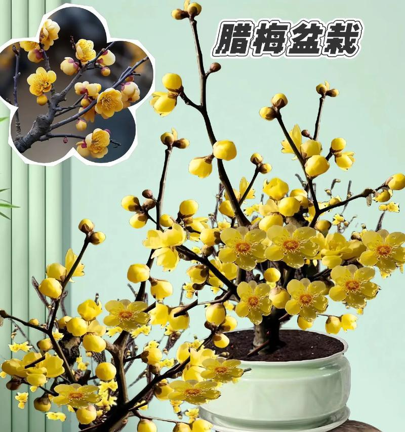 梅花盆景的正确养护方法是什么？