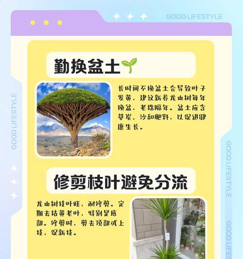 龙血树叶子干枯了怎么办？如何进行有效护理？