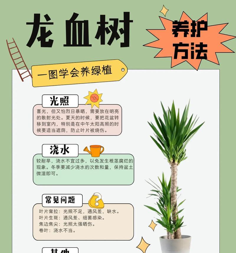 龙血树叶子干枯了怎么办？如何进行有效护理？