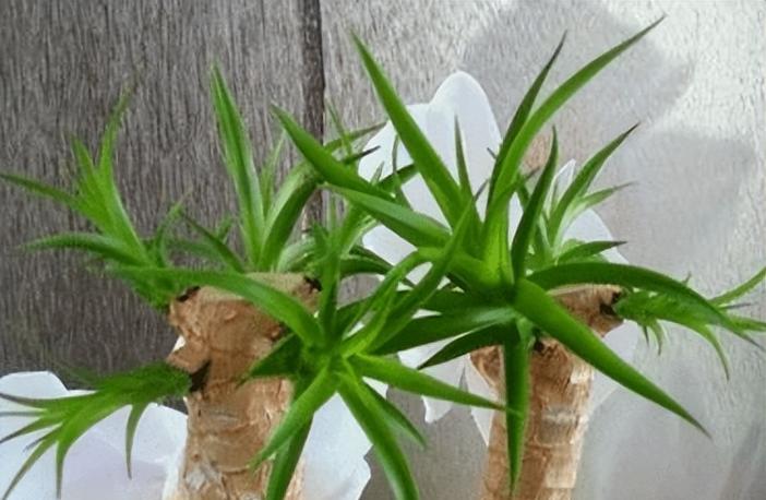 龙血树叶子干枯了怎么办？如何进行有效护理？
