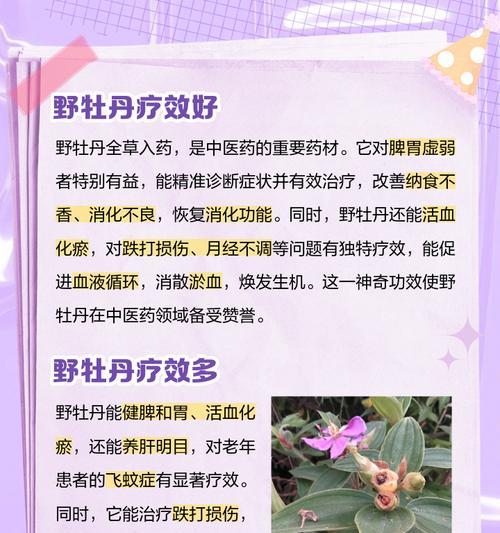 野牡丹有哪些品种？野牡丹品种的特性及栽培要点是什么？