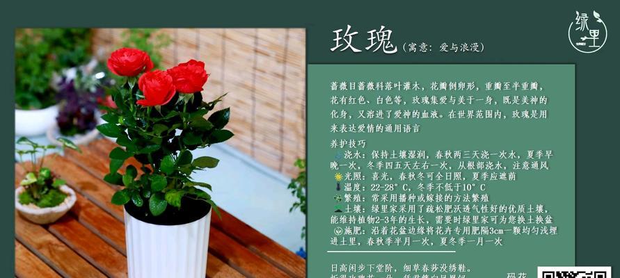 玫瑰植物的养殖方法和注意事项是什么？