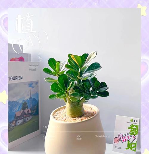 玫瑰植物的养殖方法和注意事项是什么？
