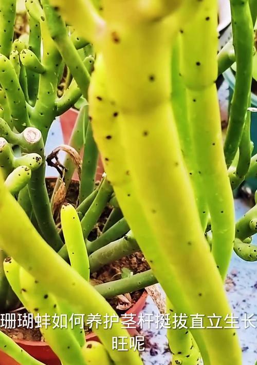植物珊瑚养护技巧是什么？如何养好植物珊瑚？