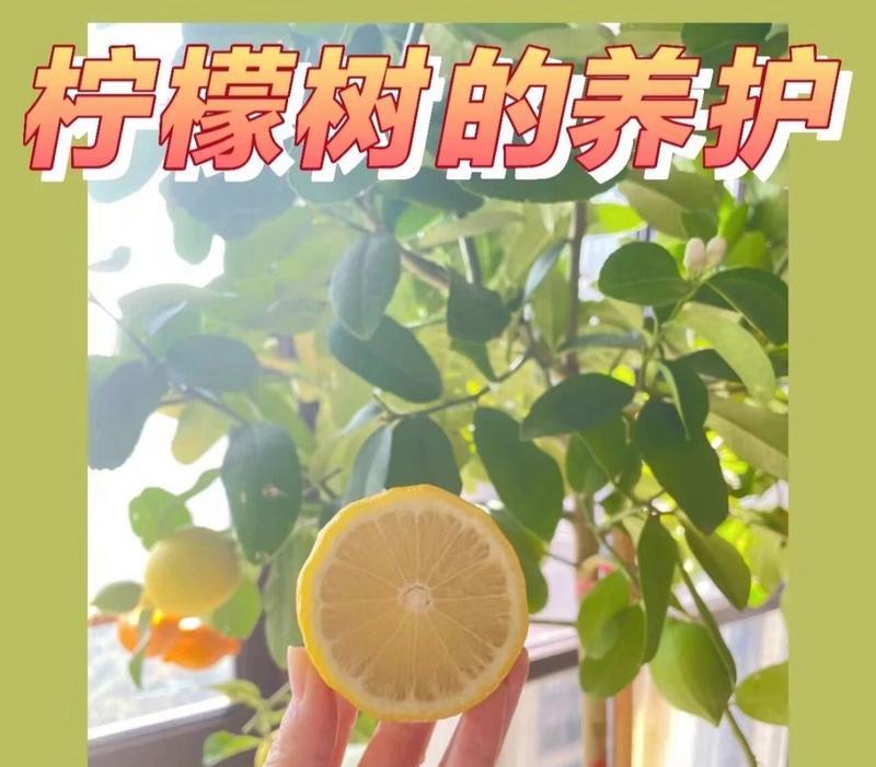 柠檬树如何养殖？柠檬树的种植和养护技巧有哪些？
