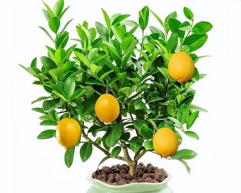 柠檬树如何养殖？柠檬树的种植和养护技巧有哪些？